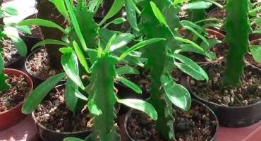 Výhody a poškození vnitřního mléka, léčivé vlastnosti a kontraindikace